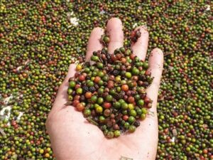Read more about the article Bản tin nông sản hôm nay (9-3): Giá hồ tiêu ổn định mức cao