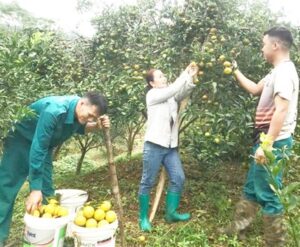 Read more about the article Khuyến khích bộ đội xuất ngũ lập nghiệp tại quê nhà