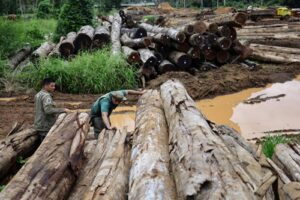 Read more about the article Brazil ngăn chặn nạn khai thác gỗ trái phép ở Amazon