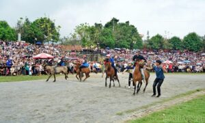 Read more about the article Giải đua ngựa truyền thống huyện Bắc Hà năm 2025